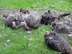 In this 2018 photo provided by the Department of Fish and Wildlife, wild turkeys in Douglas County are trapped with a net. When a flock of wild turkeys builds past the point of tolerance, the fish and wildlife district office determines if they can be successfully trapped and relocated.