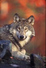 Washington state wildlife officials say the state wolf population is on the rise.