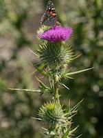 A Painted Lady butterfly rests on a milk thistle in Kenya.