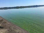 A blue-green algae has bloomed in Vancouver Lake on Jul 27. 
