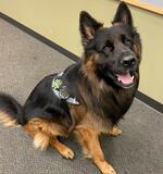 In May 2024, the Multnomah County Sheriff's Office held a swearing-in ceremony for Burton, a longhaired German shepherd who is the department's first comfort dog. He helps comfort community members, as well as sheriff deputies and first responders struggling with the stress of their jobs.