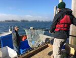 Hatchery fish are harvested one at a time in an experimental version of a fish trap on the Columbia River.