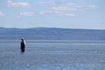 Malheur Lake is filled with open water that scientists say should be filled with reeds and other plants that provide habitat for migrating waterfowl.