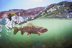 In this provided photo from 2018, a redband trout navigates a riffle of the Deschutes River.