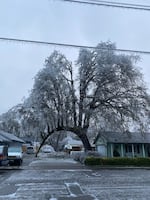The "archway tree," one of thousands damaged by the January 2024 ice storm in Cottage Grove, Oregon.