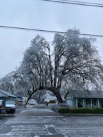 The "archway tree," one of thousands damaged by this week's ice storm in Cottage Grove, Ore.