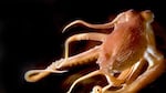 Researchers at the University of Oregon have learned that octopus brains process visual information in a similar way to human's brains.