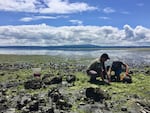 Neuroscientists Joe Sisneros and Allison Coffin search for midshipman fish, also known as 'singing fish,' underneath large rocks on the rocky shores of Hood Canal.