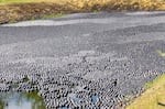 Black balls cover a pond