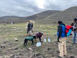Volunteers with the Columbia Basin chapter of Washington's Native Plant Society met up at a local hiking hotspot in southeastern Washington on a cold November afternoon to replant sagebrush tubelings and scatter seeds on a small section of the burn scar. 