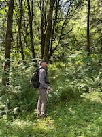 Oregon Forestry Department biologist, Mike Davis, uses a bird call player to try and solicit responses from northern spotted owls in the Tillamook State Forest, Oregon. 2026.