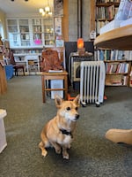 Maggie, the bookshop customer greeter.