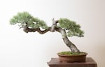 "In Japan, I'm sure they would say this is not bonsai and cut this very long branch off," says Neil. "But when I purchased this piece of material, the only thing I could think is: man, how could you take this wild, undulating branch that — although it may sit outside of the dimensions of what the Japanese model says makes a bonsai — you cut that off and you lose the soul of the tree. So I think what makes the American style special is preserving the wildness and resisting the temptation to domesticate it."