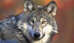 A gray wolf.
