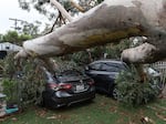 A large eucalyptus tree branch rests on cars after falling overnight as tropical storm Hilary moved through Sun Valley, Calif., overnight.