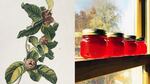 Illustration of medlar next to a photo of medlar jelly.