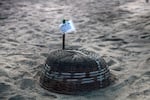 A basket covers an olive ridley nest to help protect the turtles from predators.