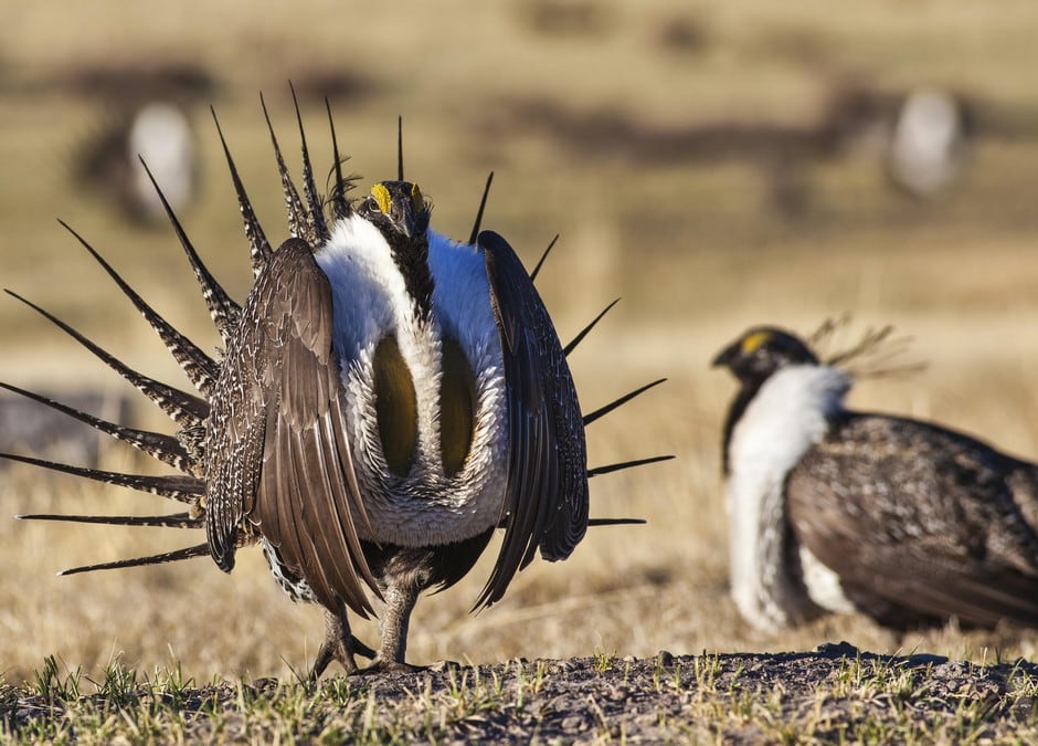 A male greater sage grouse struts its stuff on Bureau of Land Management land in this file photo. Sage grouse depend on sagebrush for food and cover, and their numbers have declined 78% over the past 55 years as development has reduced their habitat across the West.