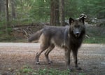 A juvenile wolf, born April 2024, of the newly formed Grouse Ridge Pack, standing in front of a trail camera on USFS land on Jan. 23, 2025, in Jackson County, Ore.