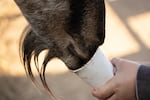 A child and parent hold up a cup of animal feed to a hungry goat at the Frog Pond Farm in Wilsonville, Ore., on Saturday, Sept. 24, 2026. The farm hits its peak traffic in the fall when thousands of families visit for pumpkin patch season.