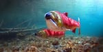 Fish with green head and red body swim in a clear stream with a rocky bottom.