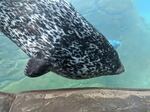 Boots was known for hanging upside down in the water and looking out at passersby.