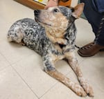 Rancher on the day he was adopted from the Multnomah County Animal Services shelter in January 2022 in Troutdale, Ore.