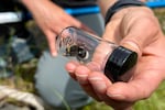Xerces Society biologist Molly Martin holds a western bumblebee, with its distinctive white tail, in a glass vial in Washington's Wenatchee Mountains on July 19, 2025.