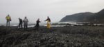 Oregon State University researchers record measurements in the intertidal zone on the coast.
