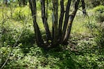 New vegetation surrounds a tree with scars from the April 4 prescribed burn on Preston Booker's property on July 13, 2026.