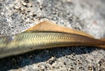 The dorsal fin and striped body of a Pacific lamprey, harvested at Willamette Falls. Lamprey are an ancient family of fish, between 350 and 400 million years old, that also historically served as an important food source for Columbia Basin tribal communities. 