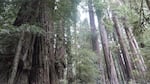 Redwoods in northern California. Hollows in these trees could become nesting sites for reintroduced California condors.