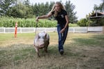 Erika Bergstrom uses a thin whip to navigate her pig Louie around a field. At the county fair, the pair will compete in market hog and showmanship competitions, both will require Bergstrom to maneuver the hog around a ring. 
