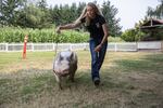 Erika Bergstrom uses a thin whip to navigate her pig Louie around a field. At the county fair, the pair will compete in market hog and showmanship competitions, both will require Bergstrom to maneuver the hog around a ring.