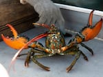 A lobster rears its claws after being caught off Spruce Head, Maine, Aug. 31, 2021. A group of Maine businesses and trade groups filed a lawsuit against a California aquarium Monday, March 13, 2023, for recommending seafood customers avoid buying lobster.