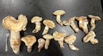 Matsutake mushrooms picked in the forests of western Oregon. Note the dinner fork for scale.