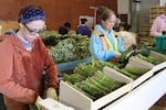 At Owyhee Produce's processing shed in Idaho workers finish sorting asparagus bunches. Robots have automated much of the work that once took place here. 