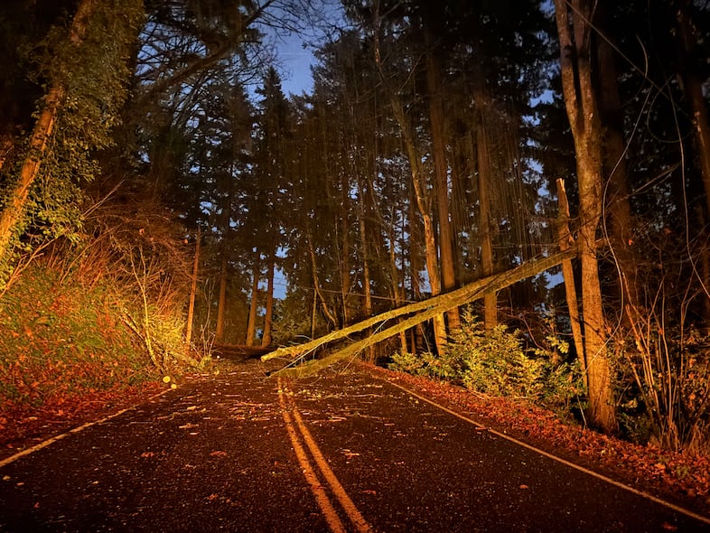 Downed trees on Southwest Patton Road in Portland,  Wednesday, Dec. 19, 2025.