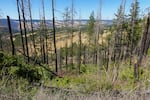 A burn scar from the Mosier Creek Fire in 2020, which burned nearly 1,000 acres and destroyed dozens of structures, remains on a hillside in Mosier, Ore., on July 13, 2026.