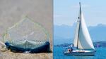 (Left) A Velella velella is seen on the Hobbit Beach near Florence, Ore., on June 29, 2025; (right) a sailboat is sailing on Lac Leman near Nyon, Switzerland, on July 16, 2011. The tiny sea creature stirs a fond memory for Oregon photographer Robin Loznak of his late father, Charlie Loznak, and his sailboat named Velella (not pictured).
