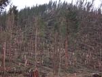 Extensive damage to trees was a common sight following the December 2007 storm. This forest on Highway 26 near the Coast was heavily damaged.