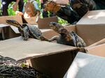 Turtles being released into the New Jersey woods 