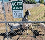 Environmental guidelines for the removal of weeds in bioswales allow for goats as an efficient, environmentally friendly method of maintaining these areas.