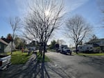 Before removal: Ash trees infested with the emerald ash borer beetle on a residential street in Forest Grove in late April 2024.