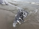 In this provided image, a deceased 40-foot male Gray whale was found on the south end of Seaside Beach on April 14, 2026. 