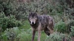 Oregon's first radio-collared wolf is pictured here just after its release on May 3, 2009.