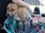 At the Sunrise Center cooling shelter in Portland, pets are welcome. Here, a pit bull receives a cool bath on one of the hottest recorded days of the year, July 26th, 2022.