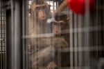 Two pig-tailed macaques hug in an enclosure on Thursday, Aug. 21, 2025, at the Washington National Primate Research Center on the University of Washington campus in Seattle.