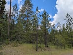 A dense thicket of fir trees stands on the other side of the road on June 9, 2026. Strahan said resembles what the the restored oak habitat used to look like.