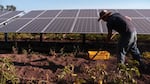 OSU faculty research assistant Matt Davis harvests potatoes on a research plot located within a solar array.